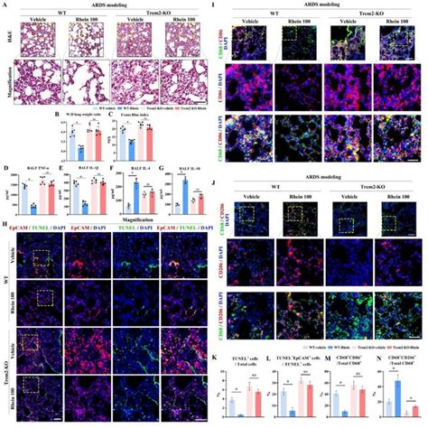 Trem2 Deficiency Mitigated The Rhein Mediated Anti Inflammatory Effects