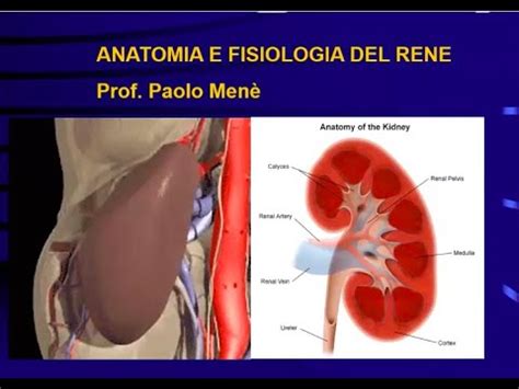 Prof Mene Lezione1 Fisiologia Renale YouTube