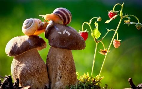 Snail macro photography Stock Photo free download