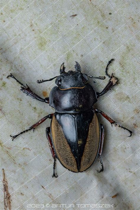 Giant Yellow Stag Beetle In April 2023 By Artur Tomaszek INaturalist