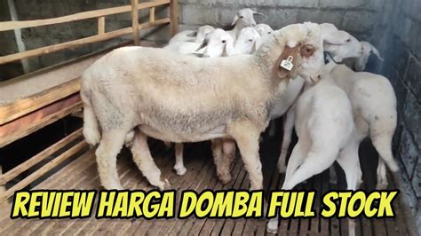 Review Harga Domba Dorper Awassi Texel Full Stok Di Kandang Winata Farm Kediri Youtube