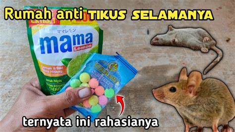 Ternyata Cukup Pake Ini Tikus Pergi Selamanya Youtube