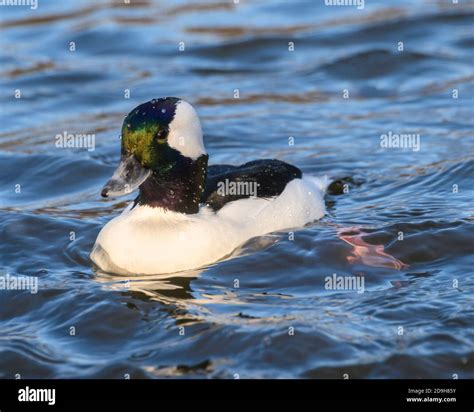 Stunning Bufflehead Male Duck Swimming In The Lake Beautiful White