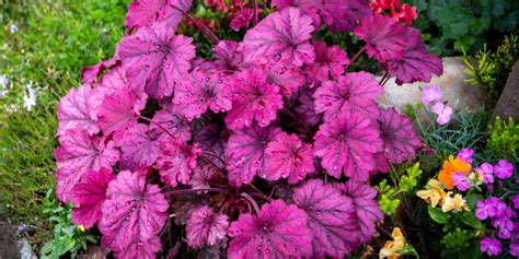 Growing Perennials In Pots 3 Great Choices For Lasting Summer Color