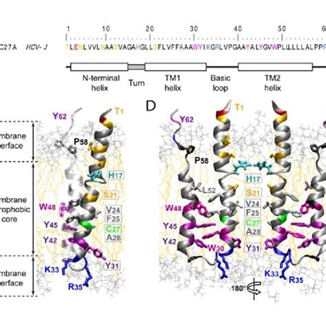 Schematic Representation Of The Hcv Genome Virus Particle And Membrane