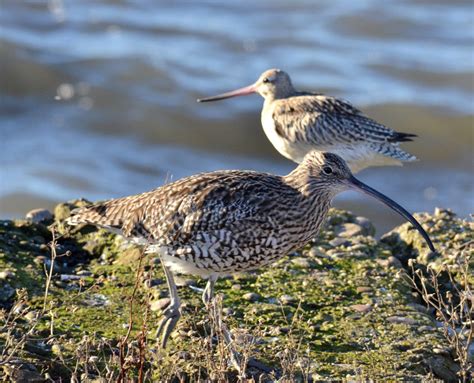 Bar Tailed Godwit Montrose Basin Species Database