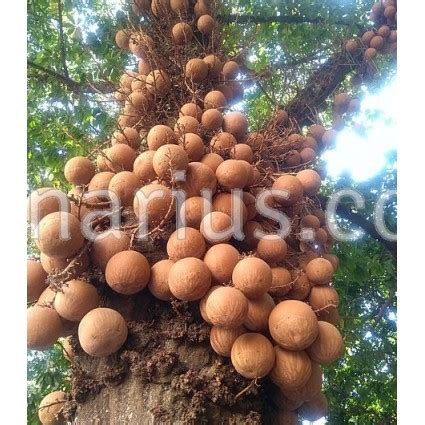 Buy Couroupita Guianensis Cannonball Tree With Canarius