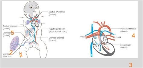 Flashcards Circulation Changes After Birth Quizlet