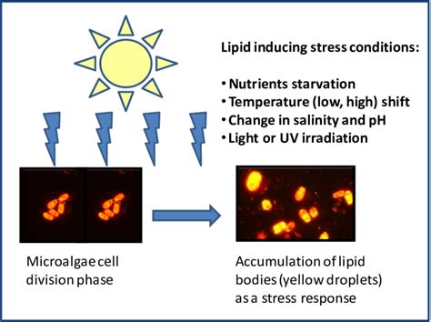 Lipid Induction In Microalgae Under Stress Condition Download