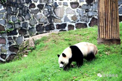 和国宝大熊猫 零距离” 对话”