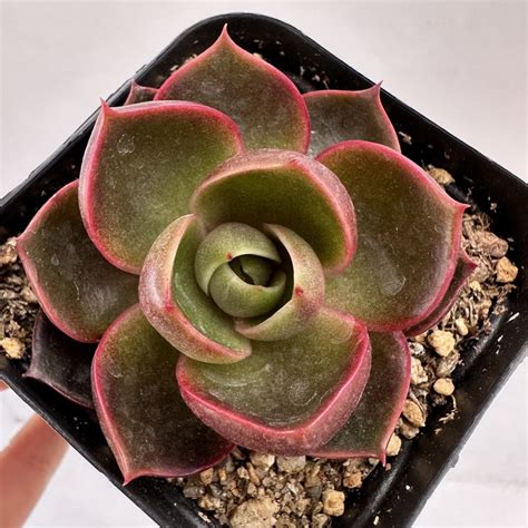 Echeveria Hongdeung 92 DK Succulents Korea Rare Korean Succulents