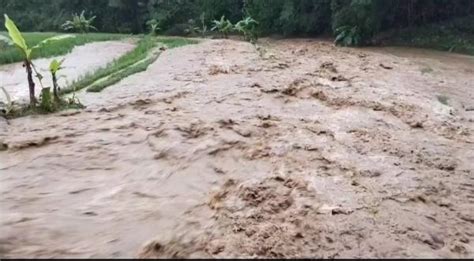 Petani Di Limbangan Garut Merugi Hektaran Sawah Terdampak Banjir