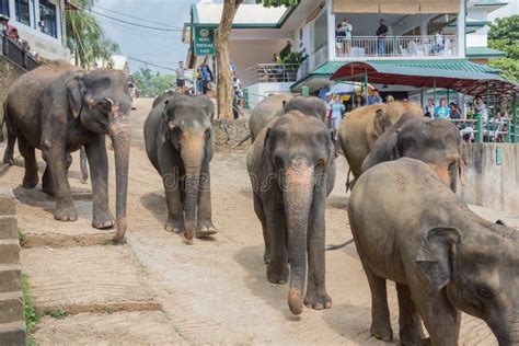 Elephant Herd Encounter on Safari in Africa Editorial Image - Image of ...