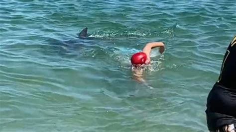 Enraged Dolphin Attacks Swimmers At Japanese Beach Au