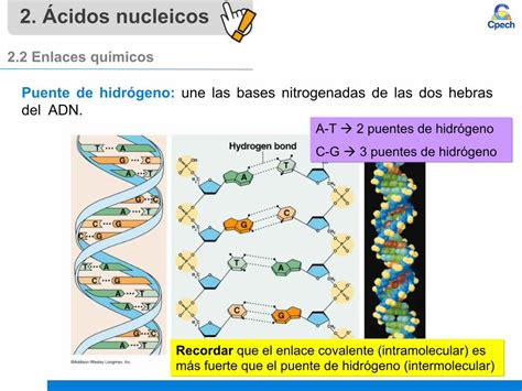 PDF Biomoléculas orgánicas Ácidos nucleicos file2 Ácidos nucleicos