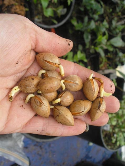 Ginkgo Biloba Seeds Twining Vine Garden