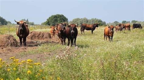 Natuurgrondboeren Trekken Aan De Bel Huidig Pachtsysteem Is