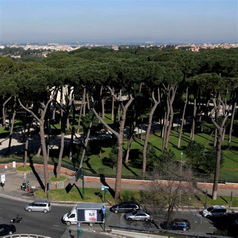 I Pini Di Roma La Vita Non Li Spezza Solo Se Il Comune Interviene