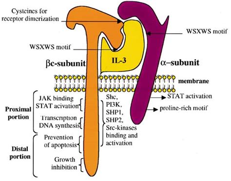 The Interleukin 3 Il 3 Receptor The Il 3 Receptor Il 3r Represents