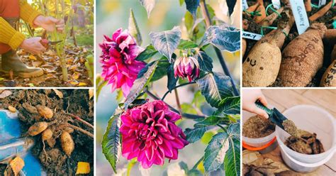 Winterize Dahlias Like A Pro Easy To Follow Steps