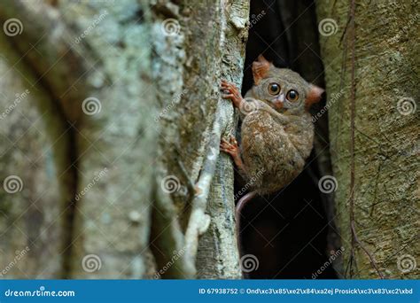 Portrait Of Spectral Tarsier Tarsius Spectrum From Tangkoko National