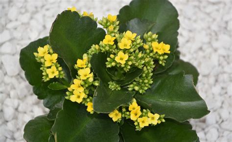 Kalanchoe Rempotage Entretien Culture Et Arrosage Planting