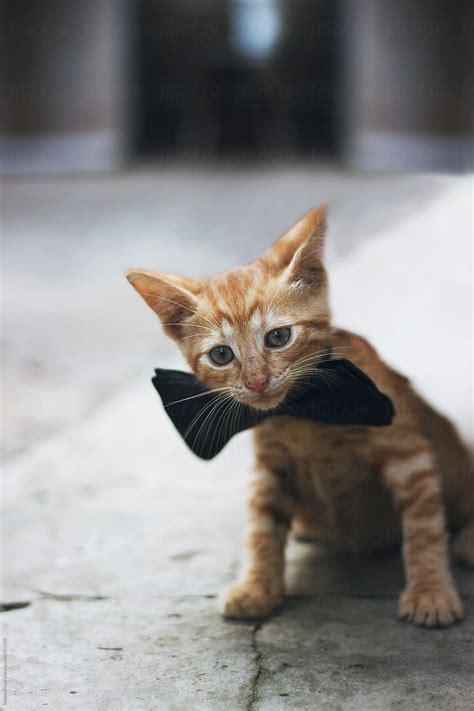 "Cute Little Kitten Wearing Bow Tie" by Stocksy Contributor "Jovana ...