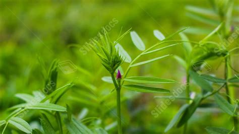 Green Tree Spring Close-up Close Up Powerpoint Background For Free ...