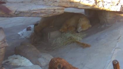 San Diego Zoo Niedźwiedzie polarne Kalifornia USA kamery