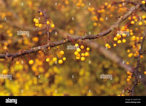 Golden Raindrops Tree Fruit Malus Transitoria Photographed At Rhs