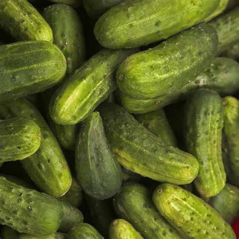 National Pickling Cucumber Seeds