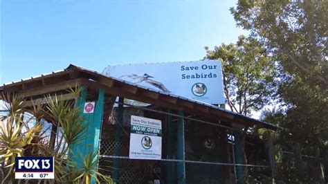 Sarasota Seabird Sanctuary Rescues Rehabilitates And Releases