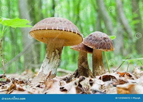 A Group Of Edible Brown Mushrooms Leccinum Scabrum Grow In Th Stock