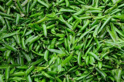 140 Empty Pea Pods Photos Free Royalty Free Stock Photos From