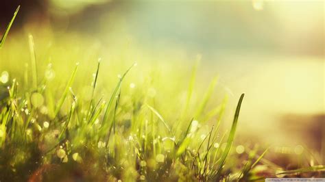 Hintergrundbilder Sonnenlicht Wasser Gras Himmel Pflanzen Feld