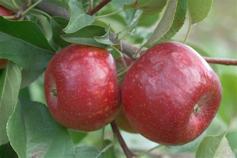 Zestar Apple Pollinators 2023 Price List Arad Branding