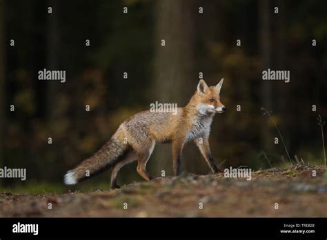 Red Fox Vulpes Vulpes Walks In Forest Czech Republic Stock Photo