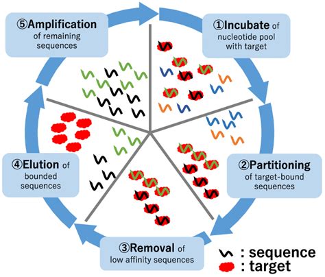 Diagram Of Ht Selex Method Ht Selex Method Identifies High