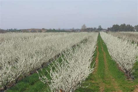 Curso De Producci N Ecol Gica De Frutales De Hueso Extremadura