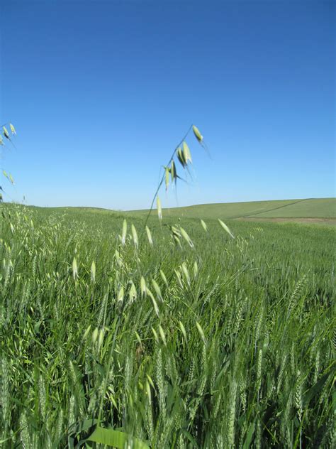 Wild Oats - Getting Rid Of Weeds