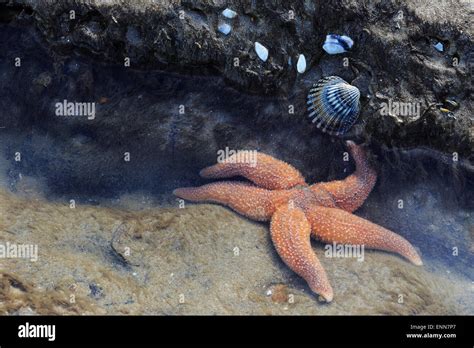 Starfish In The Shallow Water Sussex England Stock Photo Alamy