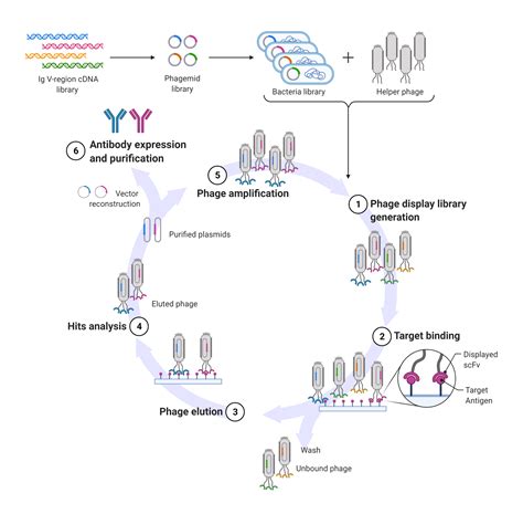 Antibody Drug Discovery Process