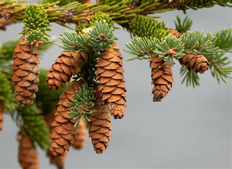 Picea glauca (white spruce) description