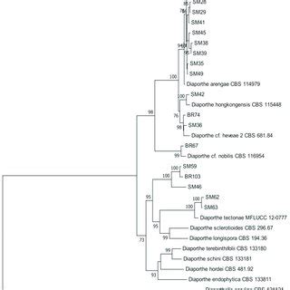 Maximum Likelihood Tree Inferred From Combined Sequences Of Its