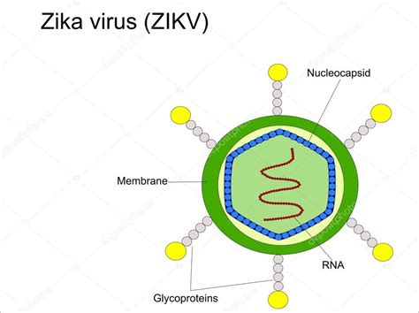 Structure Of Zika Virus Stock Vector By ©sandro 104564396