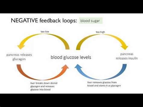 Homeostasis of blood glucose (a negative feedback loop) | Biology ...