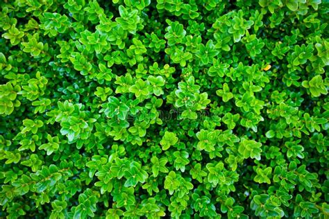 Green bush texture stock photo. Image of tree, ecosystem - 10814382