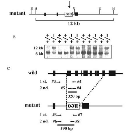 Establishment of ␮ 2 mutant mice. (A) Schematic represen- | Download ...