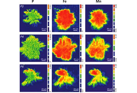 Synchrotron Based Focused Beam Lxrf Maps Of Selected Pre Identified P Download Scientific