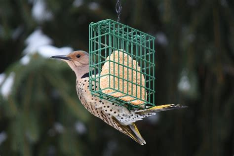 3 Proven Tips for Attracting Birds with Suet - Birds and Blooms